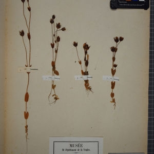 Photographie n°1248468 du taxon Chlora imperfoliata L.f. [1782]