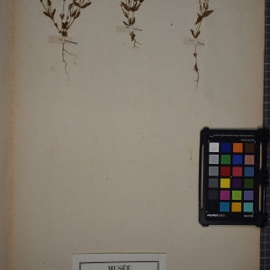 Photographie n°1248478 du taxon Erythraea pulchella (Sw.) Fr. [1814]