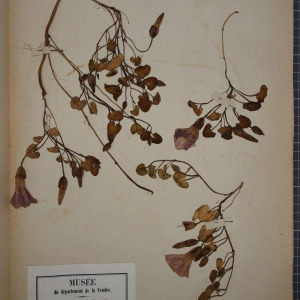 Photographie n°1248487 du taxon Convolvulus soldanella L. [1753]