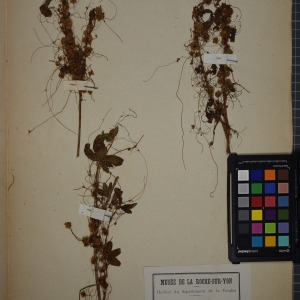 Photographie n°1248495 du taxon Cuscuta trifolii Bab. [1843]