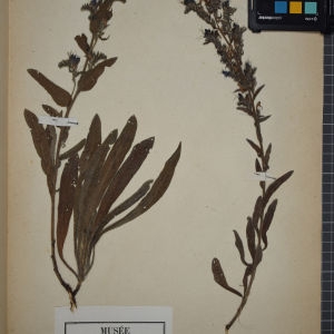 Photographie n°1248498 du taxon Echium vulgare L. [1753]