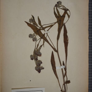 Photographie n°1248505 du taxon Anchusa italica Retz. [1779]