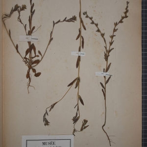 Photographie n°1248507 du taxon Lithospermum arvense L. [1753]