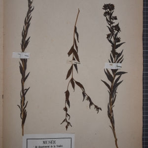 Photographie n°1248509 du taxon Lithospermum officinale L. [1753]