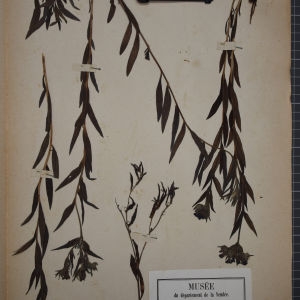 Photographie n°1248513 du taxon Lithospermum purpurocaeruleum L. [1753]