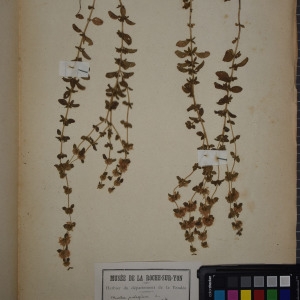 Photographie n°1248703 du taxon Mentha pulegium L. [1753]