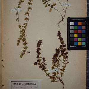 Photographie n°1248718 du taxon Teucrium chamaedrys L. [1753]
