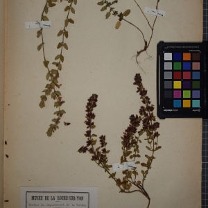 Photographie n°1248719 du taxon Teucrium chamaedrys L. [1753]