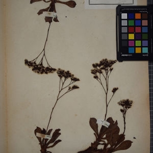 Photographie n°1248731 du taxon Statice lychnidifolia Girard [1842]