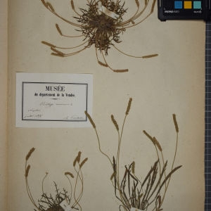 Photographie n°1248743 du taxon Plantago coronopus auct.Co.