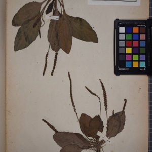 Photographie n°1248748 du taxon Plantago major L. [1753]