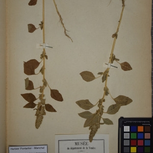 Photographie n°1248760 du taxon Amaranthus retroflexus L. [1753]