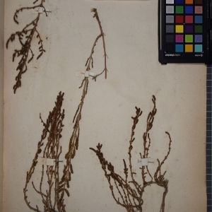 Photographie n°1248765 du taxon Salicornia fruticosa (L.) L. [1762]