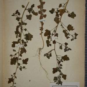 Photographie n°1248782 du taxon Chenopodium opulifolium Schrad. ex W.D.J.Koch & Ziz [1814]