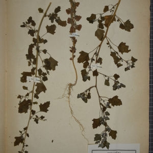 Photographie n°1248783 du taxon Chenopodium opulifolium Schrad. ex W.D.J.Koch & Ziz [1814]
