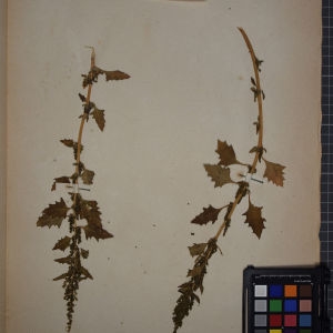Photographie n°1248785 du taxon Chenopodium urbicum L. [1753]