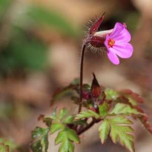 Photographie n°1248902 du taxon Geranium robertianum L. [1753]