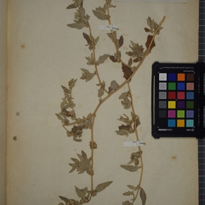 Photographie n°1248996 du taxon Atriplex crassifolia sensu Gren. [1855]