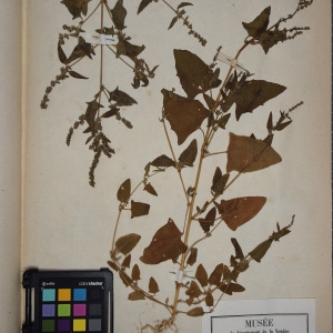  - Atriplex latifolia Wahlenb. [1826]