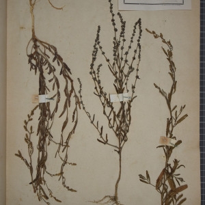 Photographie n°1249002 du taxon Atriplex littoralis L. [1753]
