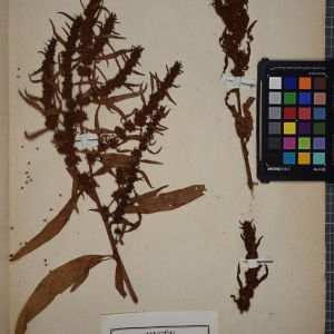 Photographie n°1249007 du taxon Rumex maritimus L. [1753]