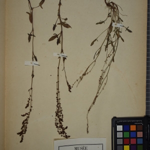 Photographie n°1249016 du taxon Rumex acetosella L. [1753]