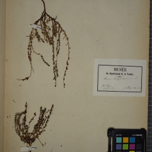 Photographie n°1249017 du taxon Rumex bucephalophorus L. [1753]