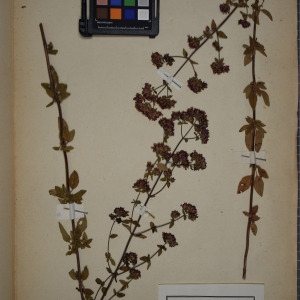 Photographie n°1249027 du taxon Origanum vulgare L. [1753]