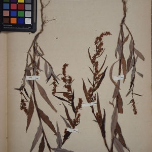 Photographie n°1249042 du taxon Polygonum lapathifolium L. [1753]