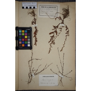 Polygonum aviculare subsp. rurivagum (Jord. ex Boreau) Berher (Renouée des champs)