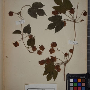 Photographie n°1249056 du taxon Humulus lupulus L. [1753]