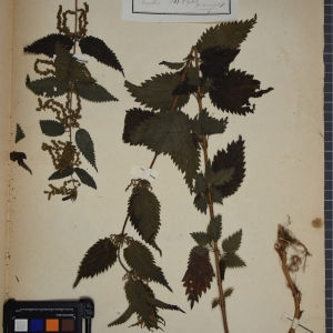 Photographie n°1249063 du taxon Urtica dioica L. [1753]