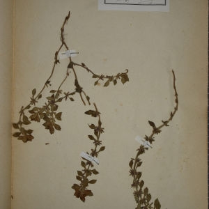 Photographie n°1249066 du taxon Calamintha acinos (L.) Clairv. [1811]