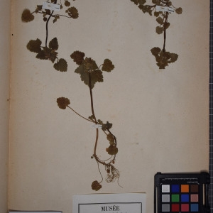 Photographie n°1249092 du taxon Lamium purpureum L. [1753]