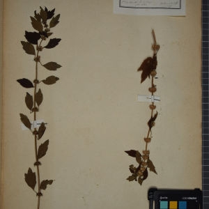 Photographie n°1249117 du taxon Leonurus cardiaca L. [1753]