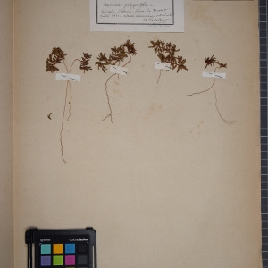 Photographie n°1249434 du taxon Euphorbia polygonifolia L. [1753]