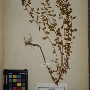 Photographie n°1249436 du taxon Euphorbia stricta L. [1759]