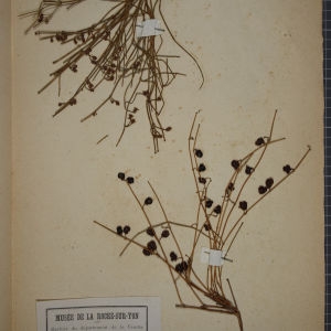 Photographie n°1249437 du taxon Ephedra distachya L. [1753]