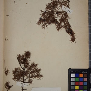 Photographie n°1249438 du taxon Juniperus communis L. [1753]