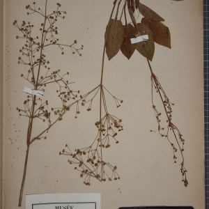 Photographie n°1249446 du taxon Alisma plantago-aquatica L. [1753]