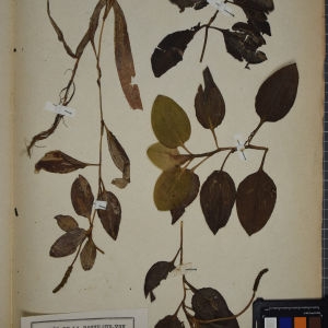 Photographie n°1249462 du taxon Potamogeton plantagineus Du Croz ex Roem. & Schult. [1818]