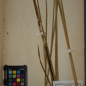 Photographie n°1249484 du taxon Typha angustifolia L. [1753]