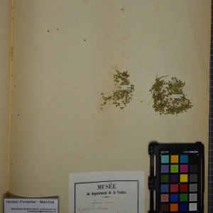 Photographie n°1249489 du taxon Lemna minor L. [1753]