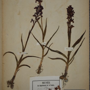 Photographie n°1249494 du taxon Orchis laxiflora Lam. [1779]