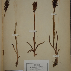 Photographie n°1249498 du taxon Orchis coriophora L. [1753]