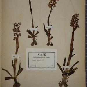 Photographie n°1249500 du taxon Orchis morio L. [1753]