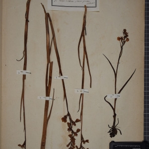 Photographie n°1249502 du taxon Orchis palustris Jacq. [1786]