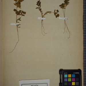 Photographie n°1249511 du taxon Euphorbia falcata L. [1753]