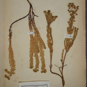Photographie n°1249515 du taxon Euphorbia paralias L. [1753]