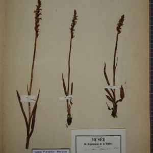 Photographie n°1249534 du taxon Spiranthes aestivalis (Poir.) Rich. [1817]